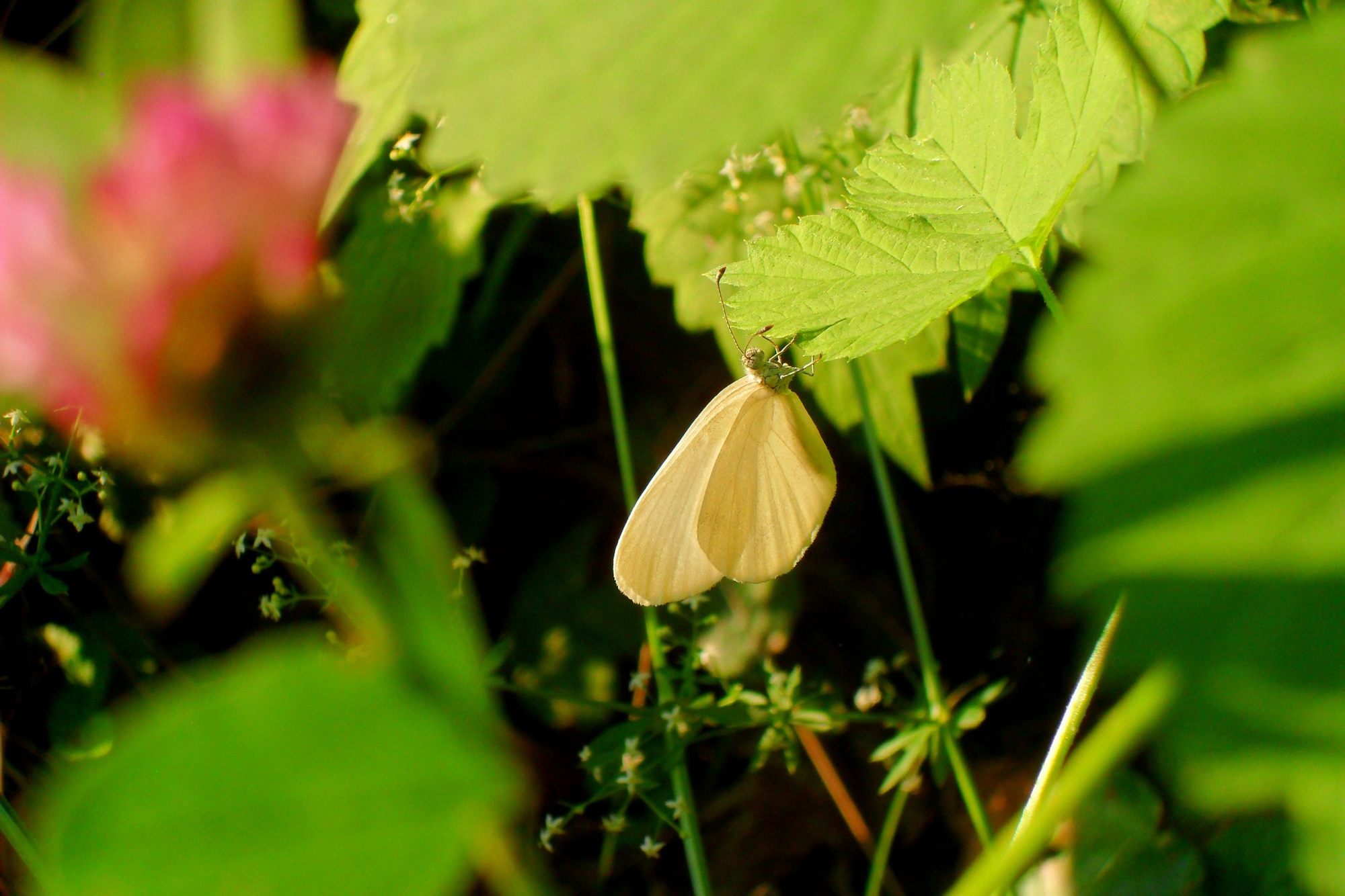 Delicate butterfly di Flavia Cantini PH