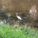 Great Egret