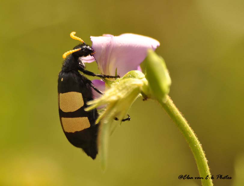 CMR Bean Beetle