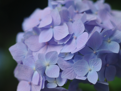 すべての花の画像 紫陽花 おしゃれ 壁紙