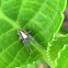 Arabesque Orb Weaver