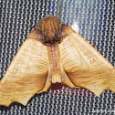 Wood-like Moth