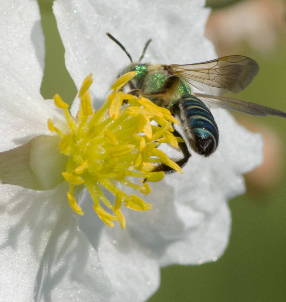 Sweat Bee