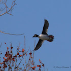 Common Goldeneye