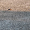 Bobwhite quail