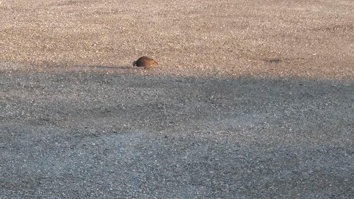 Bobwhite quail