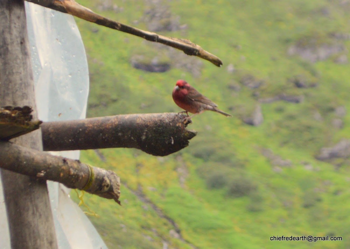 Dark-breasted Rosefinch