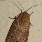 Moth