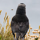 Jackdaw