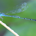 Damselflies