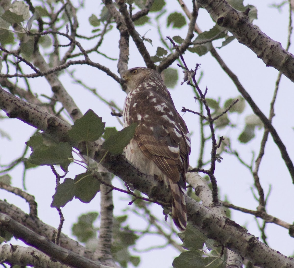 Cooper's Hawk