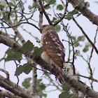 Cooper's Hawk