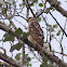 Cooper's Hawk