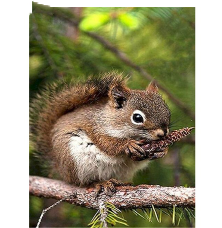 Title 2, Squirrel Eating Pine Cones on Tree Canvas Paint...