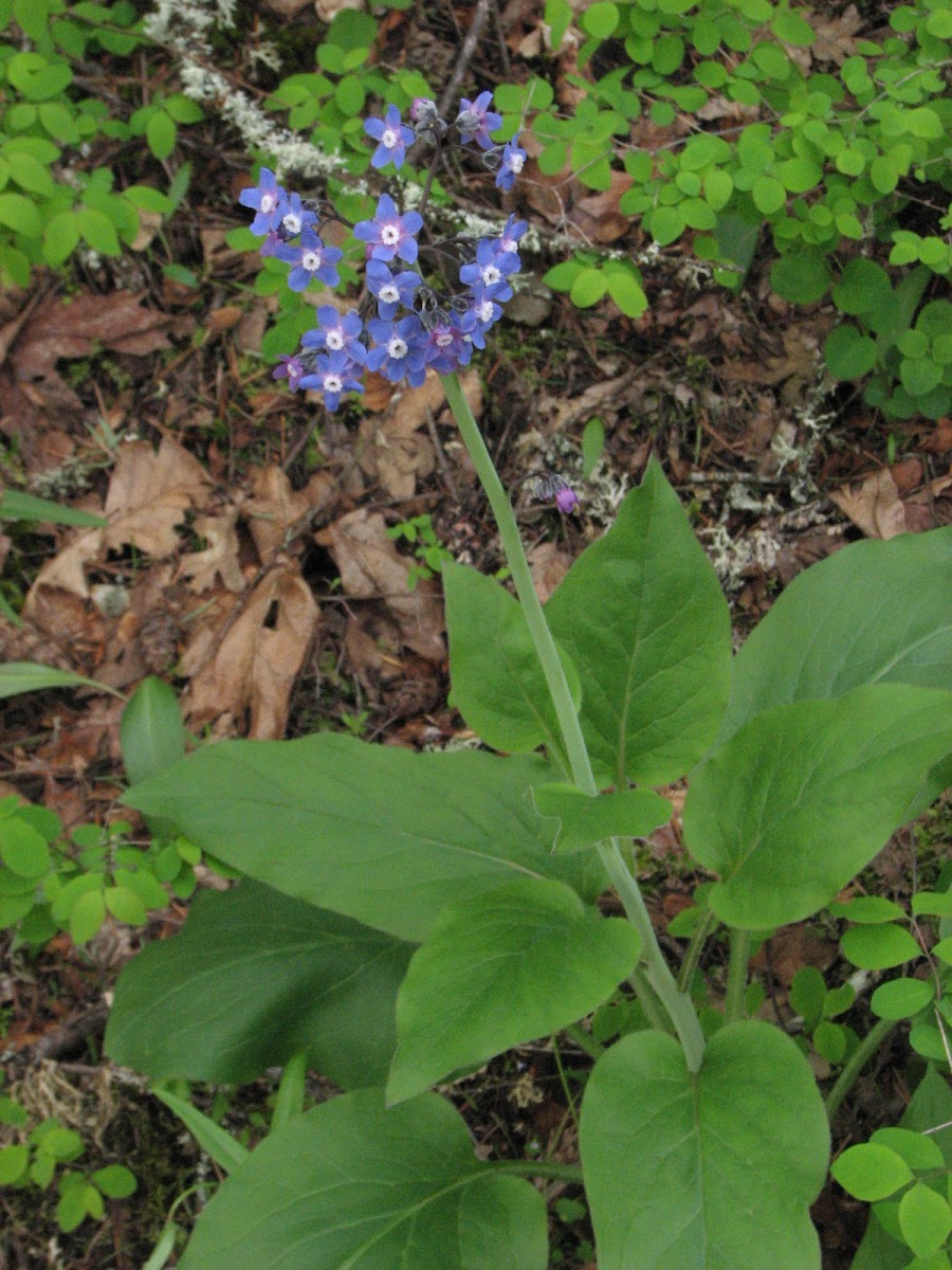 Hound's tongue