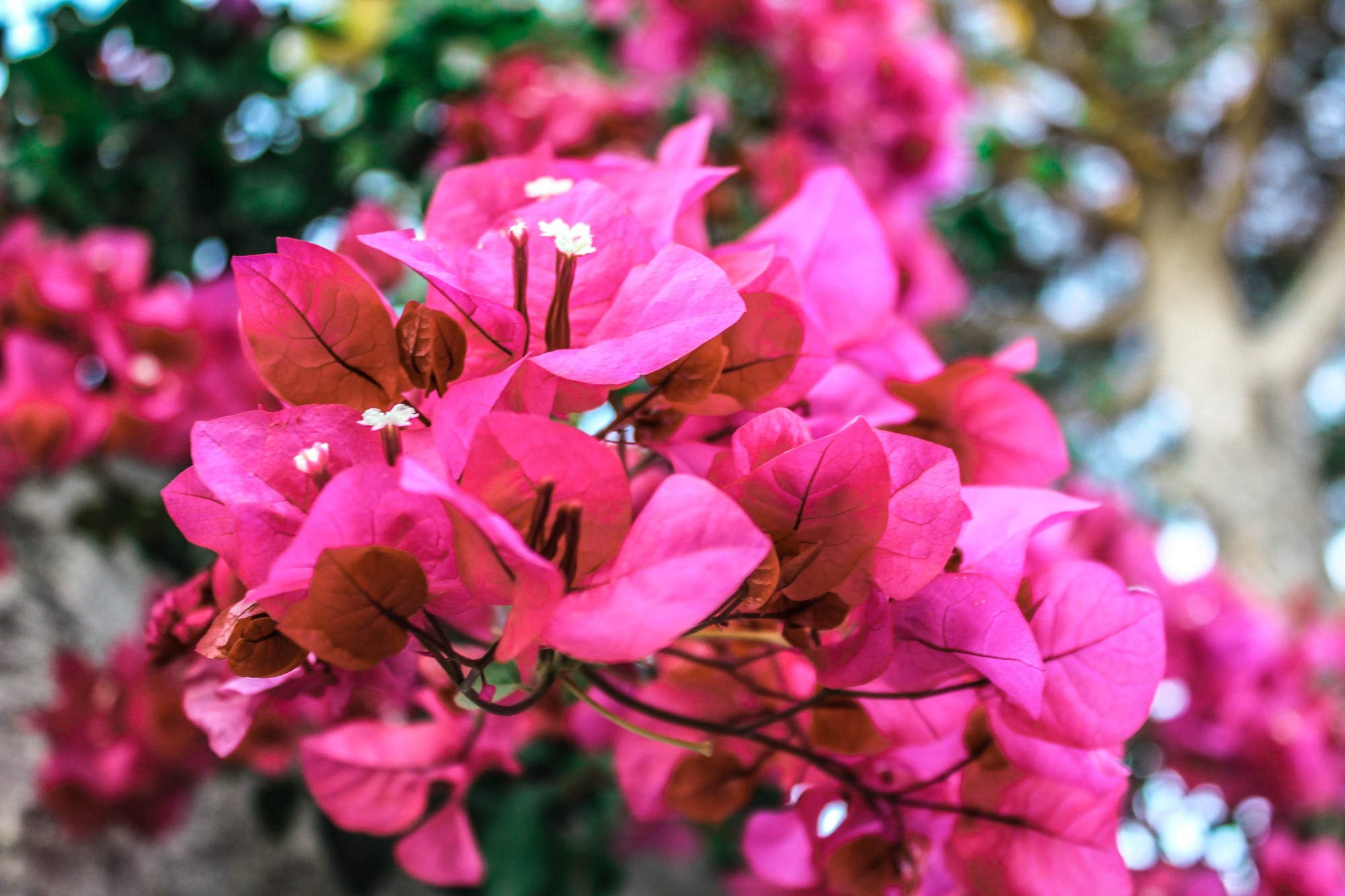 Flowers di Cannizzo C. Rachele