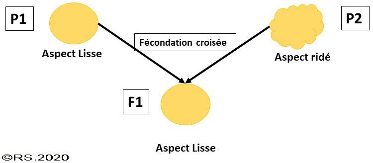 G:\A cours de lycée 2019\Terminale spécialité\1 Génétique\1 Origine génotype\2 brassage des génomes\images\F1 pois lisse.jpg