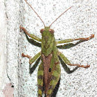 Rufous-legged Grasshopper, juvenile