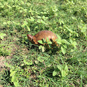 Three-toed Box Turtle