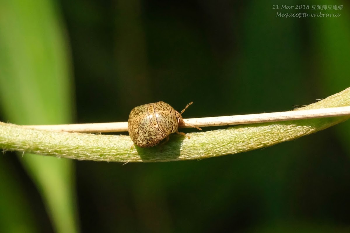 Megacopta cribraria 豆類篩豆龜蝽