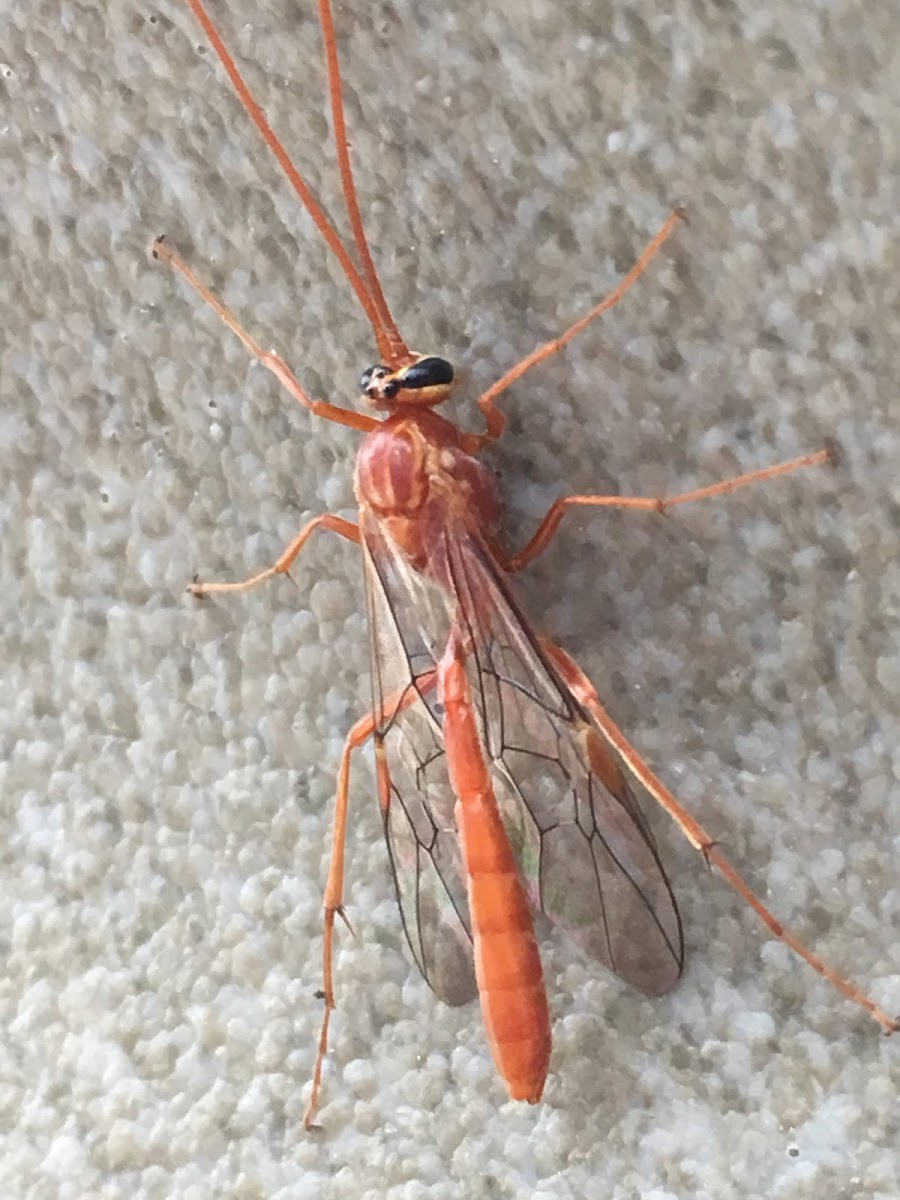 Short-tailed Ichneumon Wasp