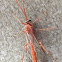 Short-tailed Ichneumon Wasp