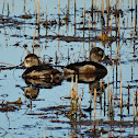 Ring-necked Duck