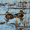 Ring-necked Duck