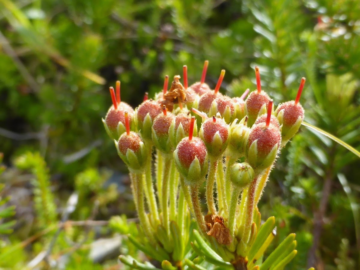 Alaska Bellheather