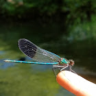 Demoiselle Damselfly