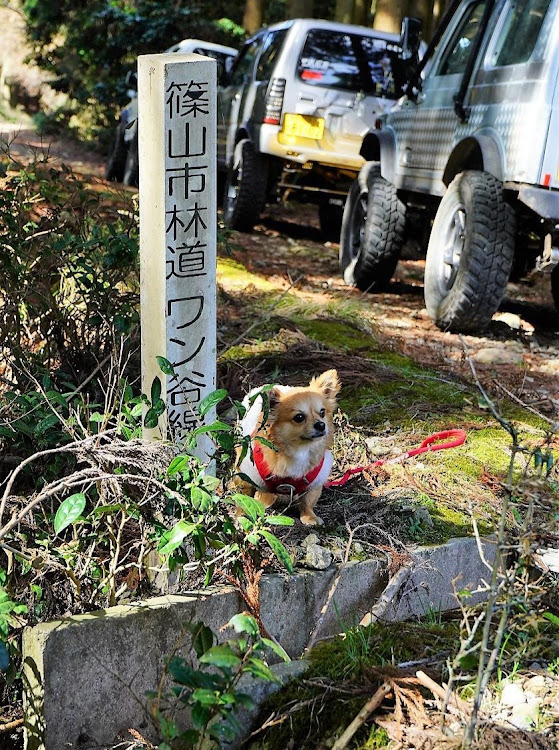 の投稿画像2枚目