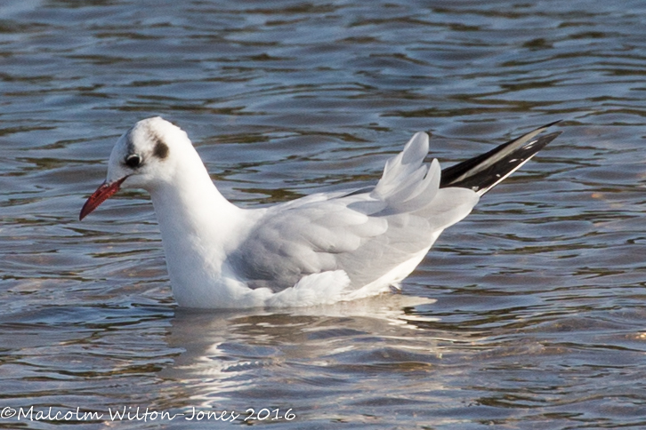 Black-headed Gull