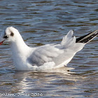 Black-headed Gull