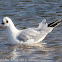 Black-headed Gull