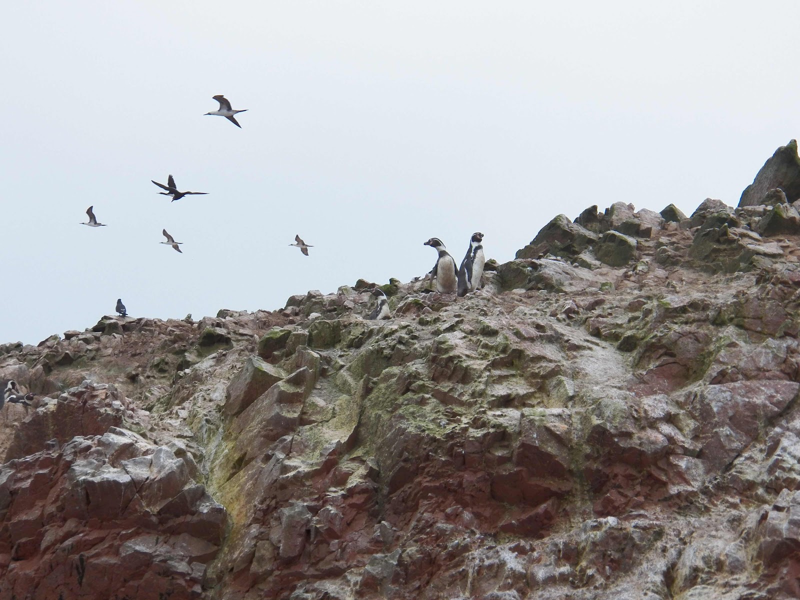 Islas Ballestas, Peru