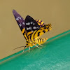 False Tiger Moth