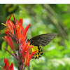 Common Birdwing Butterfly