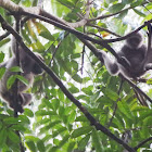 Mullers' Bornean Gibbon