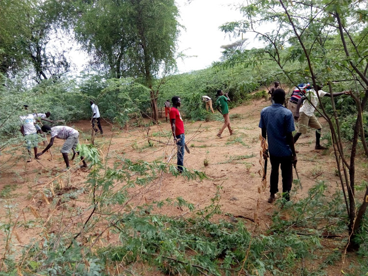 Farmers in Sandai, Baringo South, slashing Mathenge weed from their farms on Monday Monday, June 20.