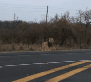 A lion spotted by motorists along the N4 near Marloth Park in Mpumalanga is thought to have escaped from the Kruger National Park.

