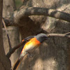 Small Minivet (Male)