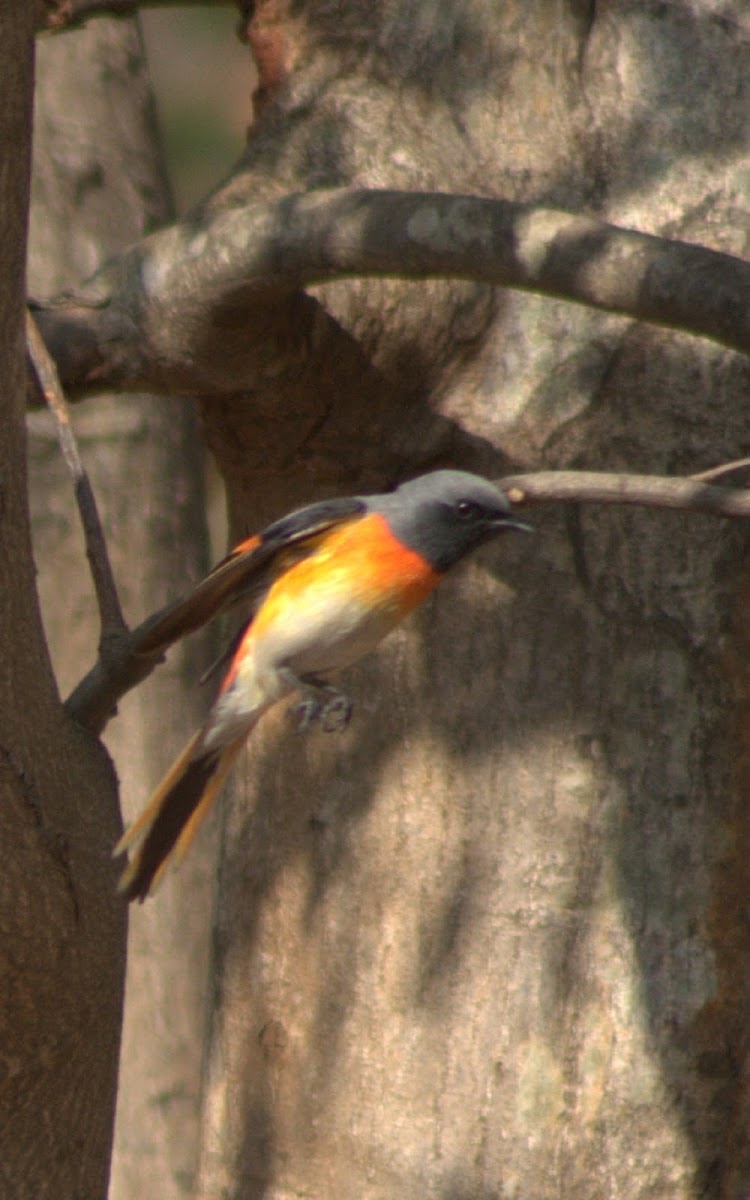 Small Minivet (Male)