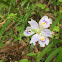 Fringed Iris