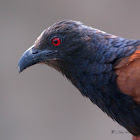 GREATER COUCAL