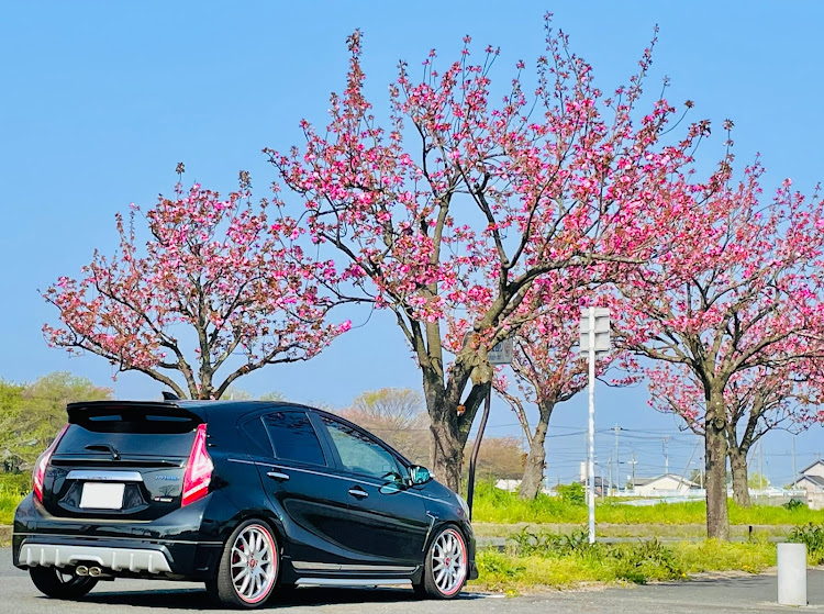 アクアの八重桜・桜パトロール・桜と愛車・キャリイ・肥料撒きに関するカスタム事例の投稿画像6枚目