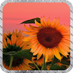 Cover Image of Download Sunflowers Wallpaper 1.1 APK