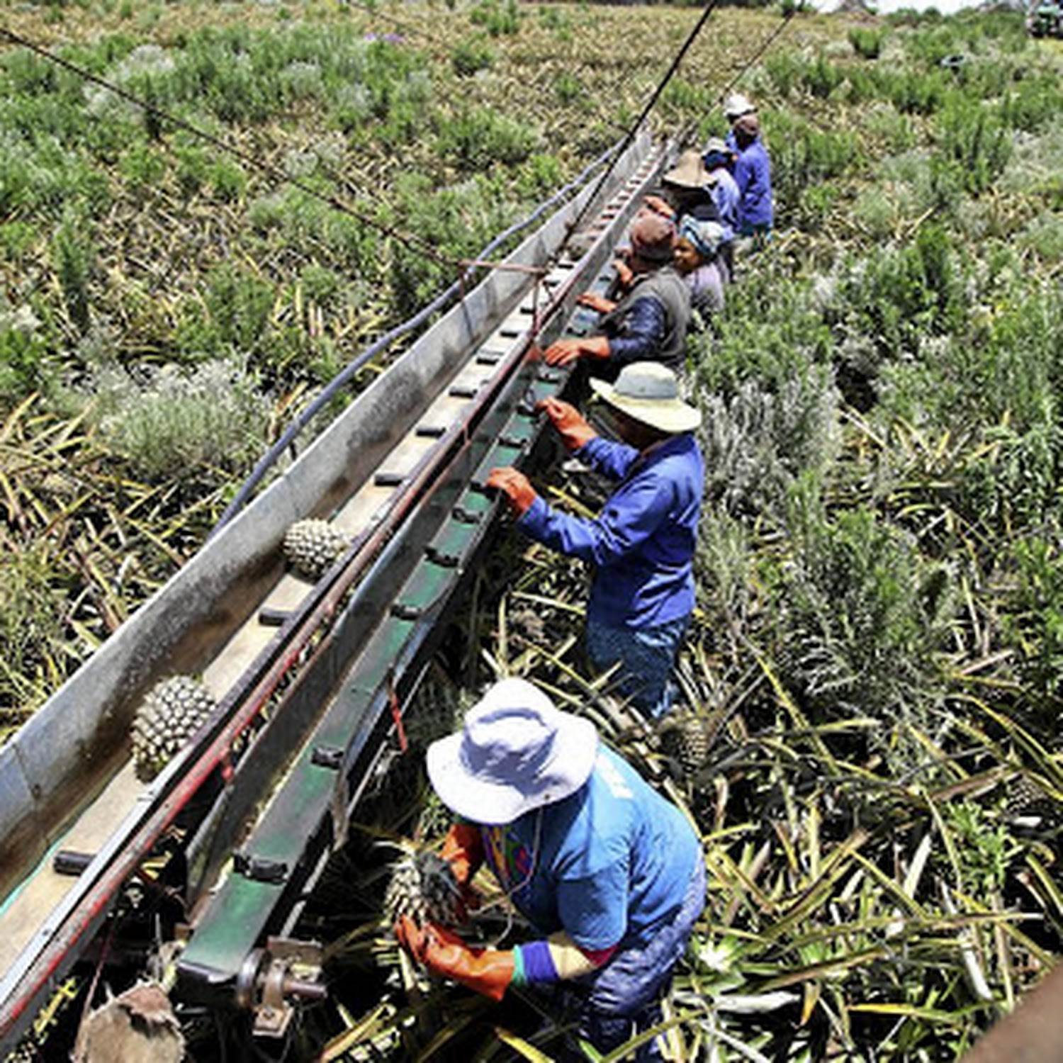 Agricultural Sector Buoyed By Optimism Despite Land Expropriation Debate Concerns