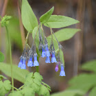 Tall bluebells