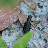 Tiger Beetle