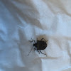 Brown marmorated stink bug